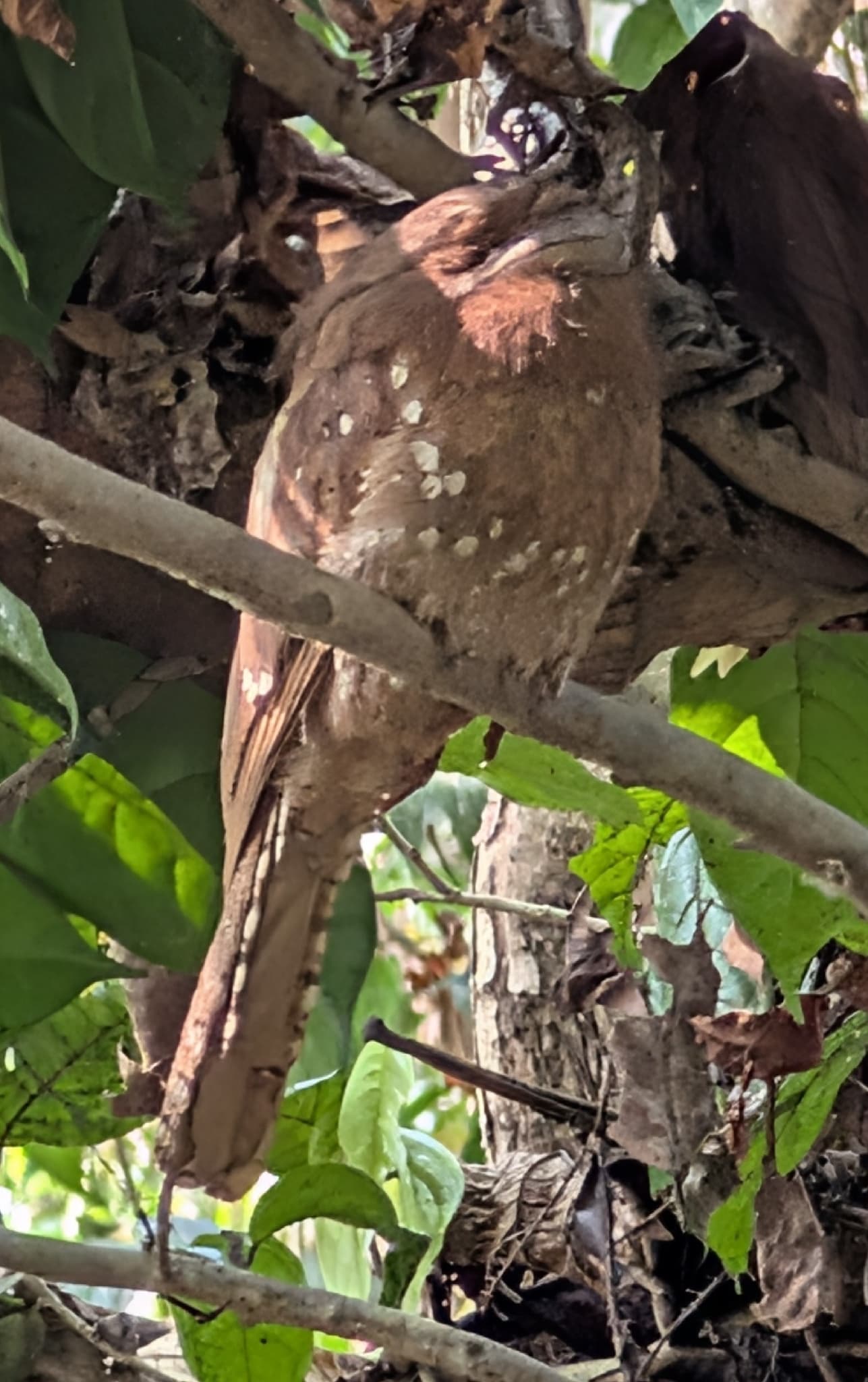 Sri Lanka Frogmouth