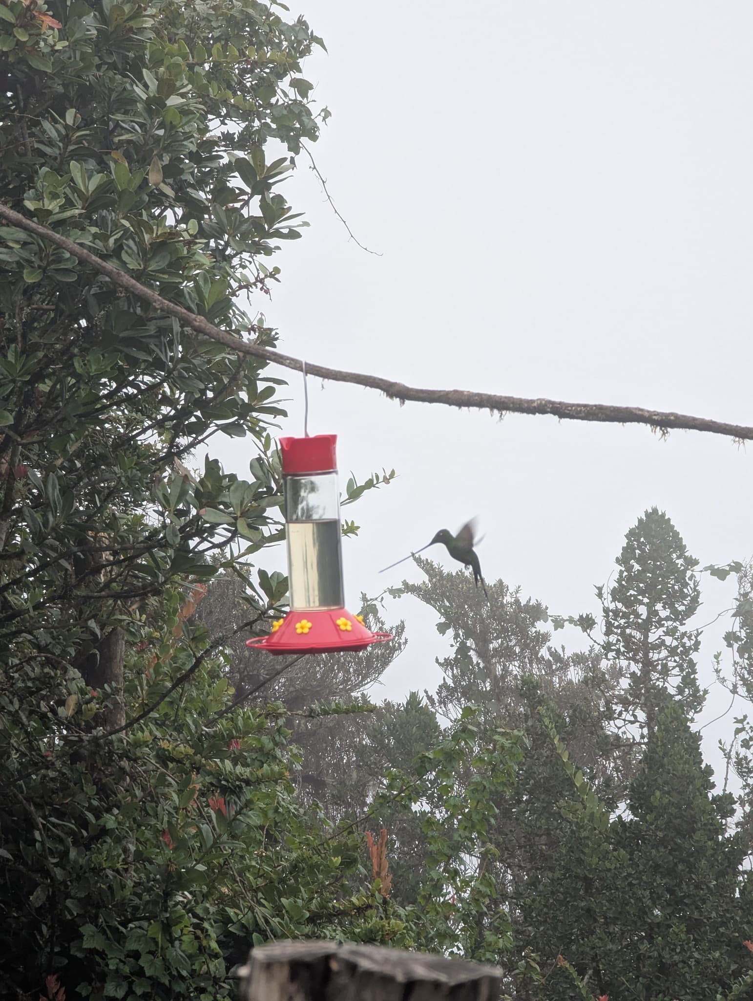 Sword-billed Hummingbird