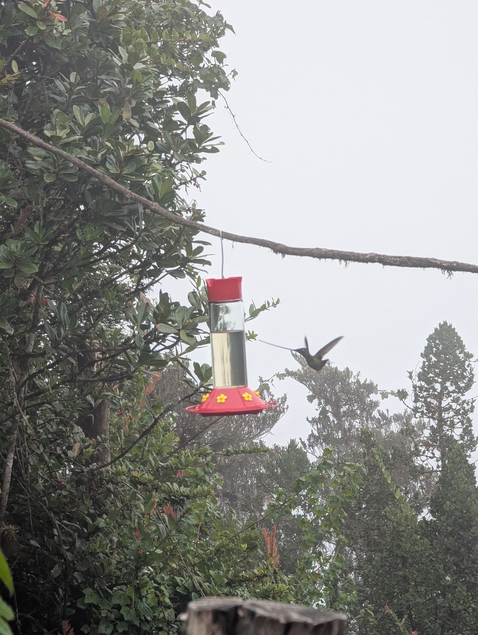 Sword-billed Hummingbird