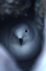 Snow Petrel