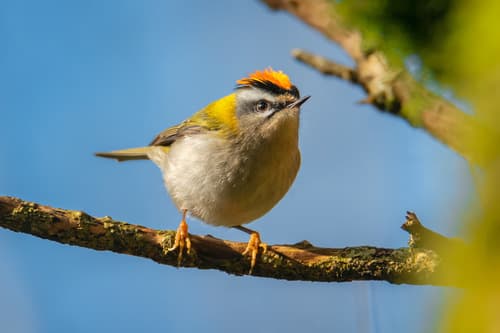 Common Firecrest