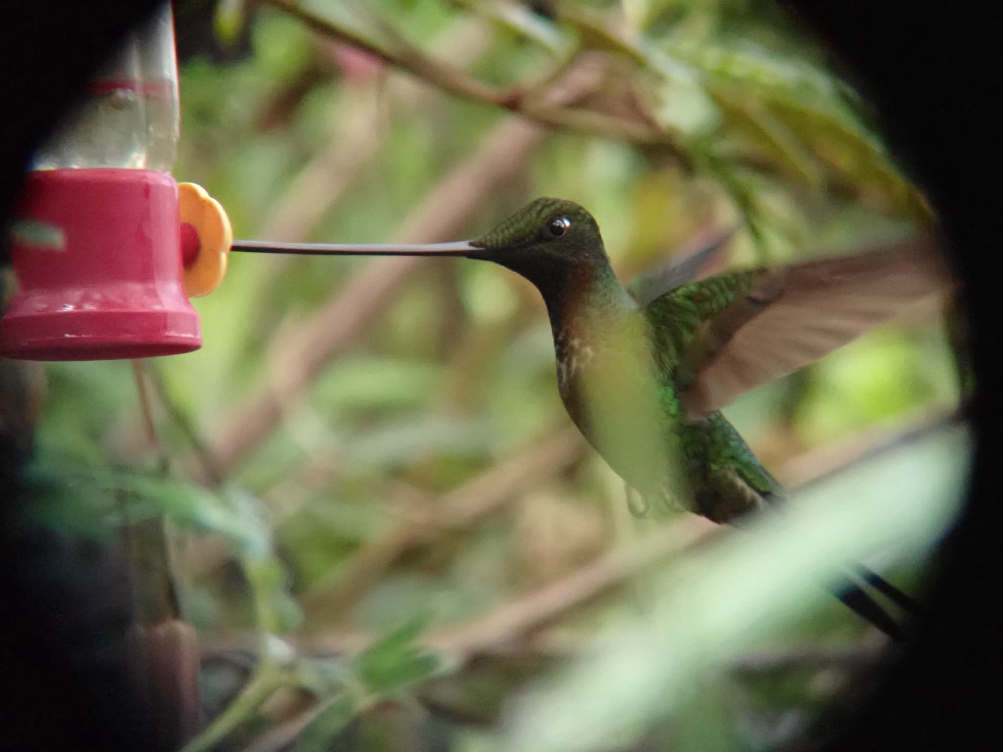 Sword-billed Hummingbird