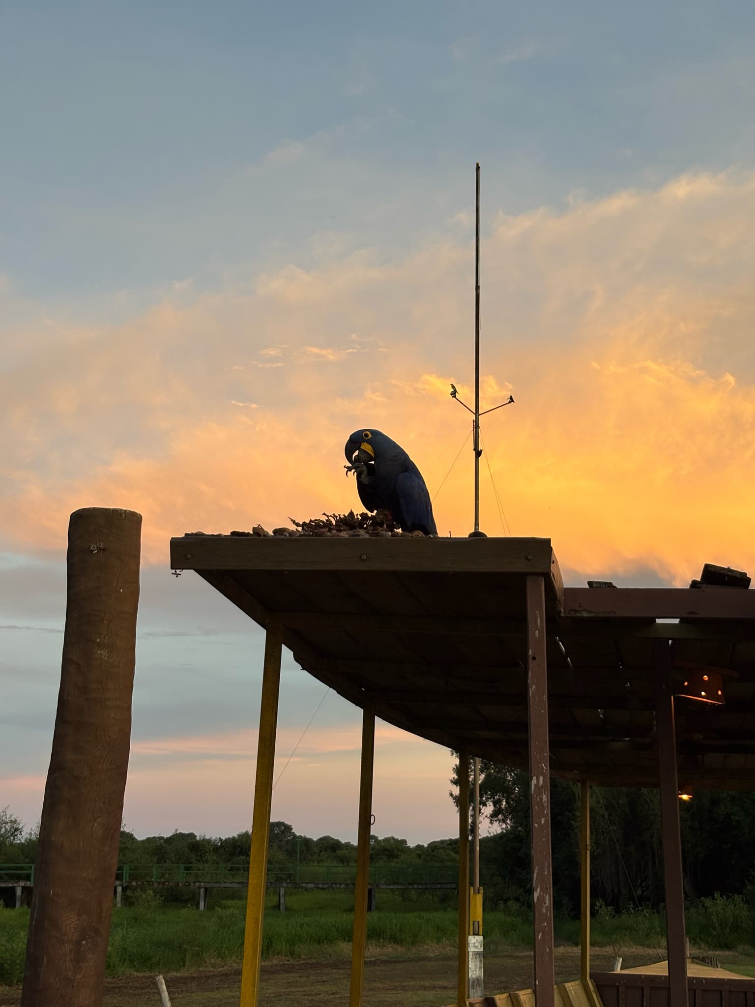 Hyacinth Macaw