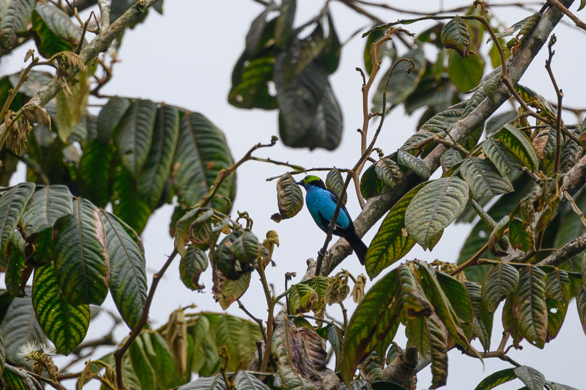 Paradise Tanager