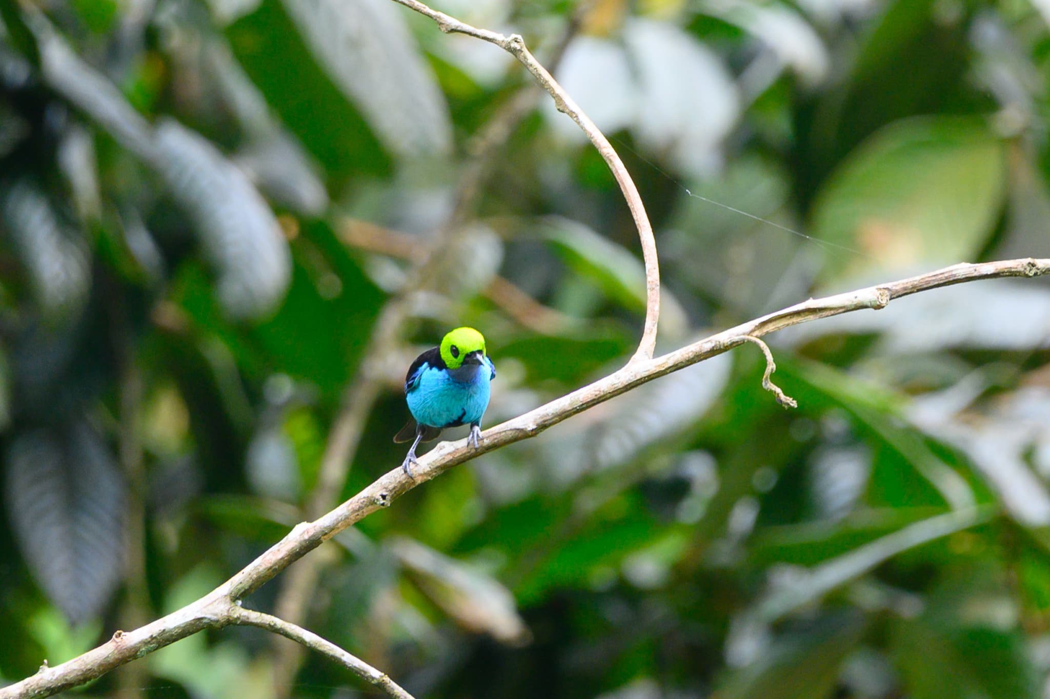 Paradise Tanager
