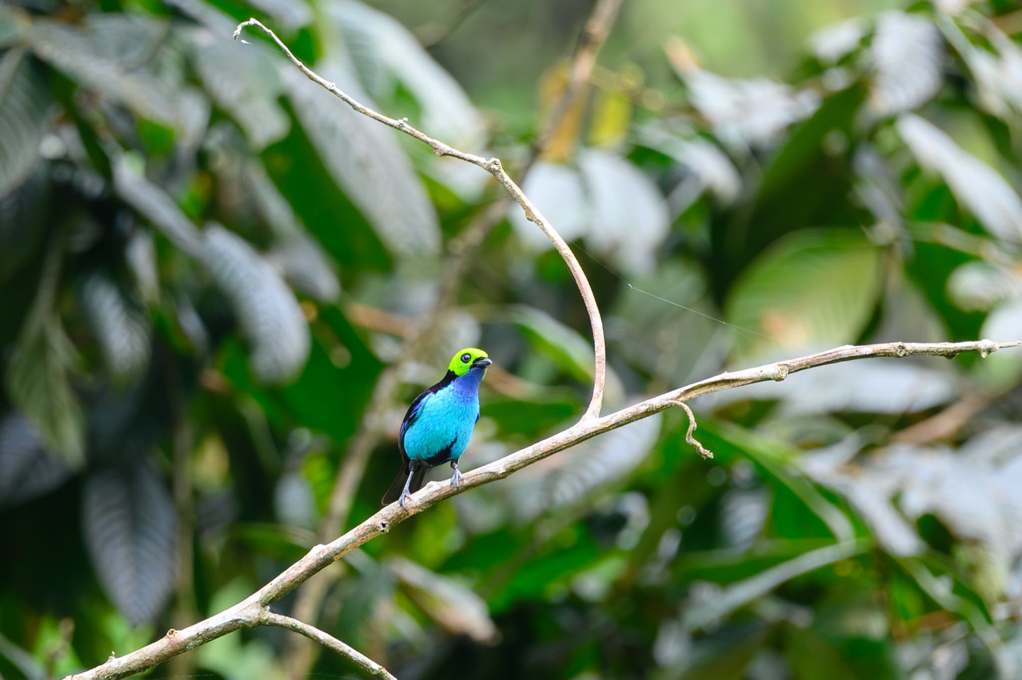 Paradise Tanager