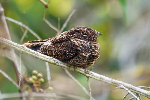 Blackish Nightjar