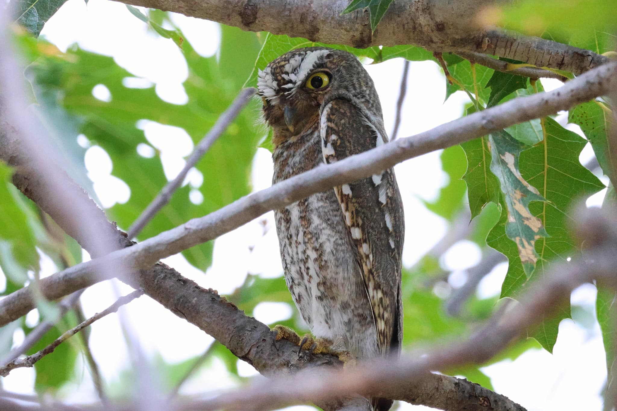 Elf Owl