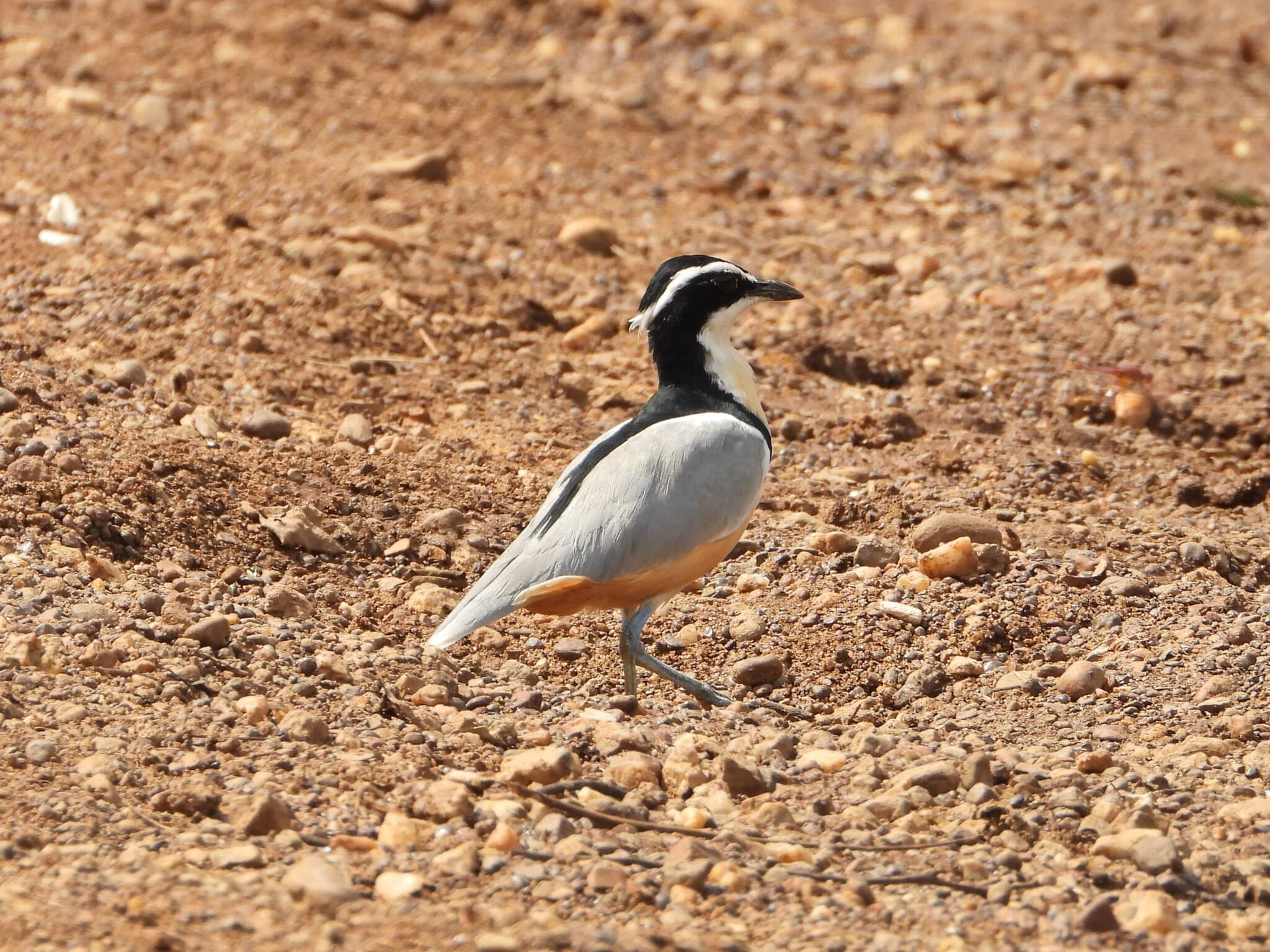 Egyptian Plover