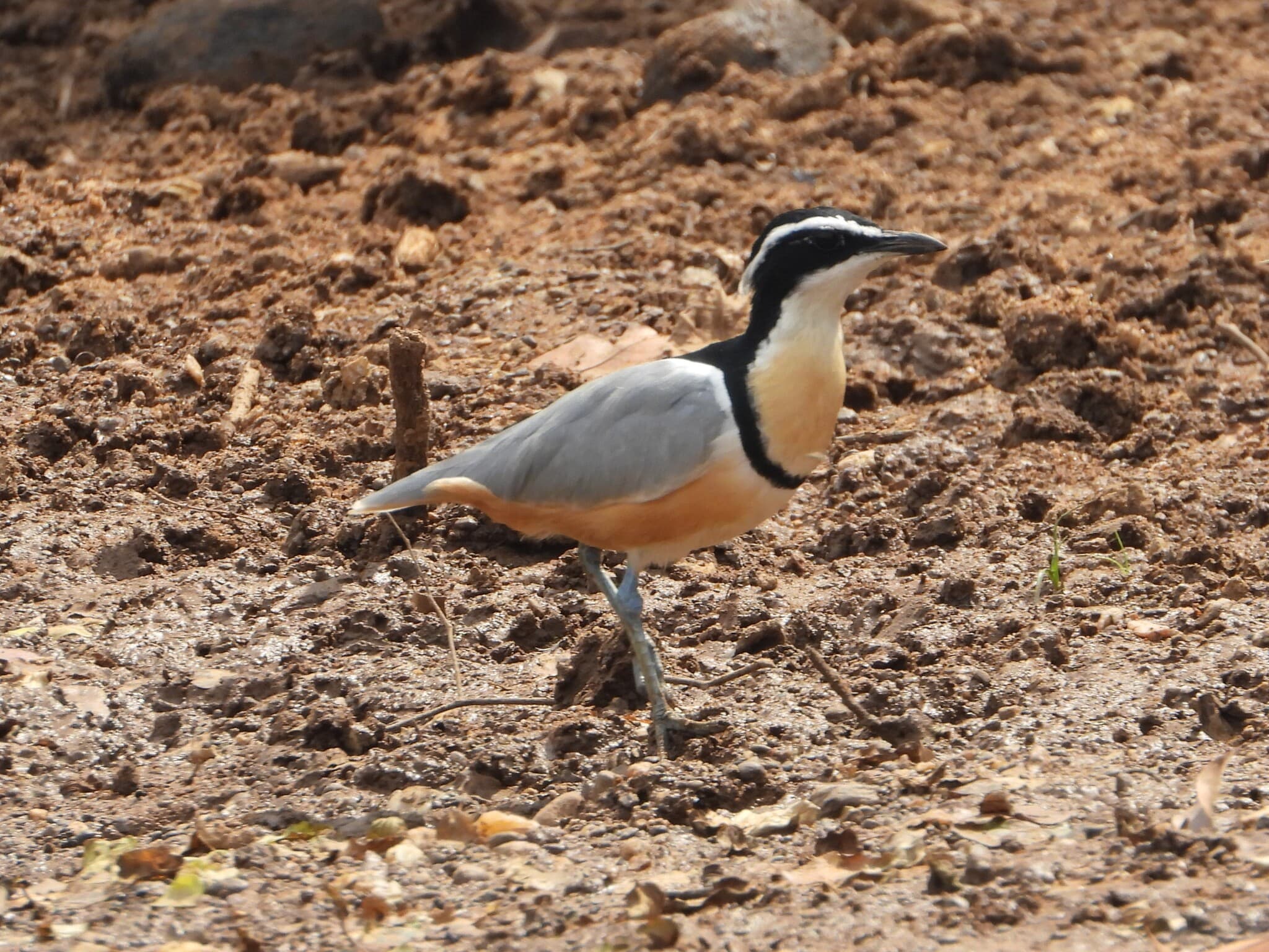 Egyptian Plover