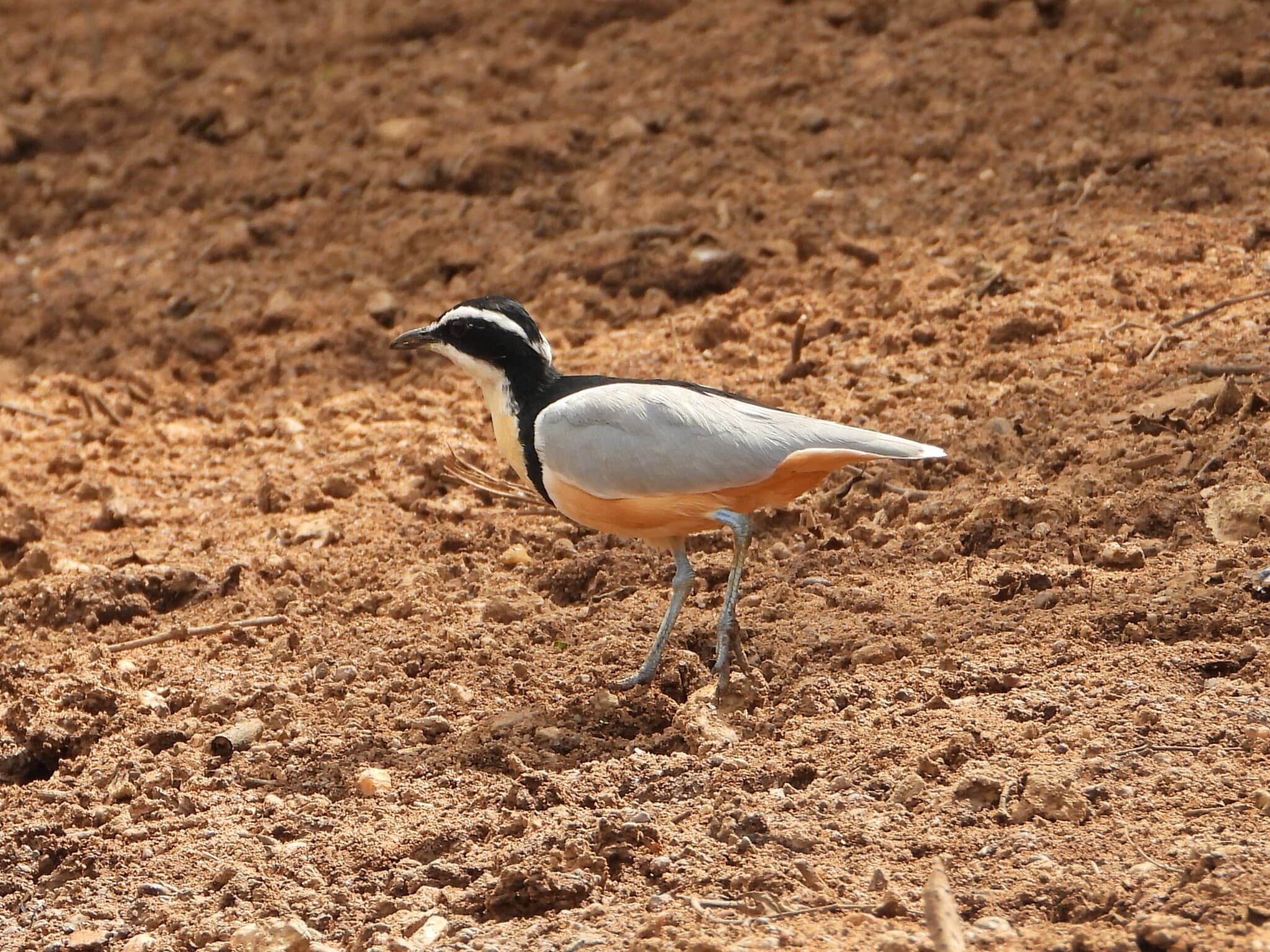 Egyptian Plover