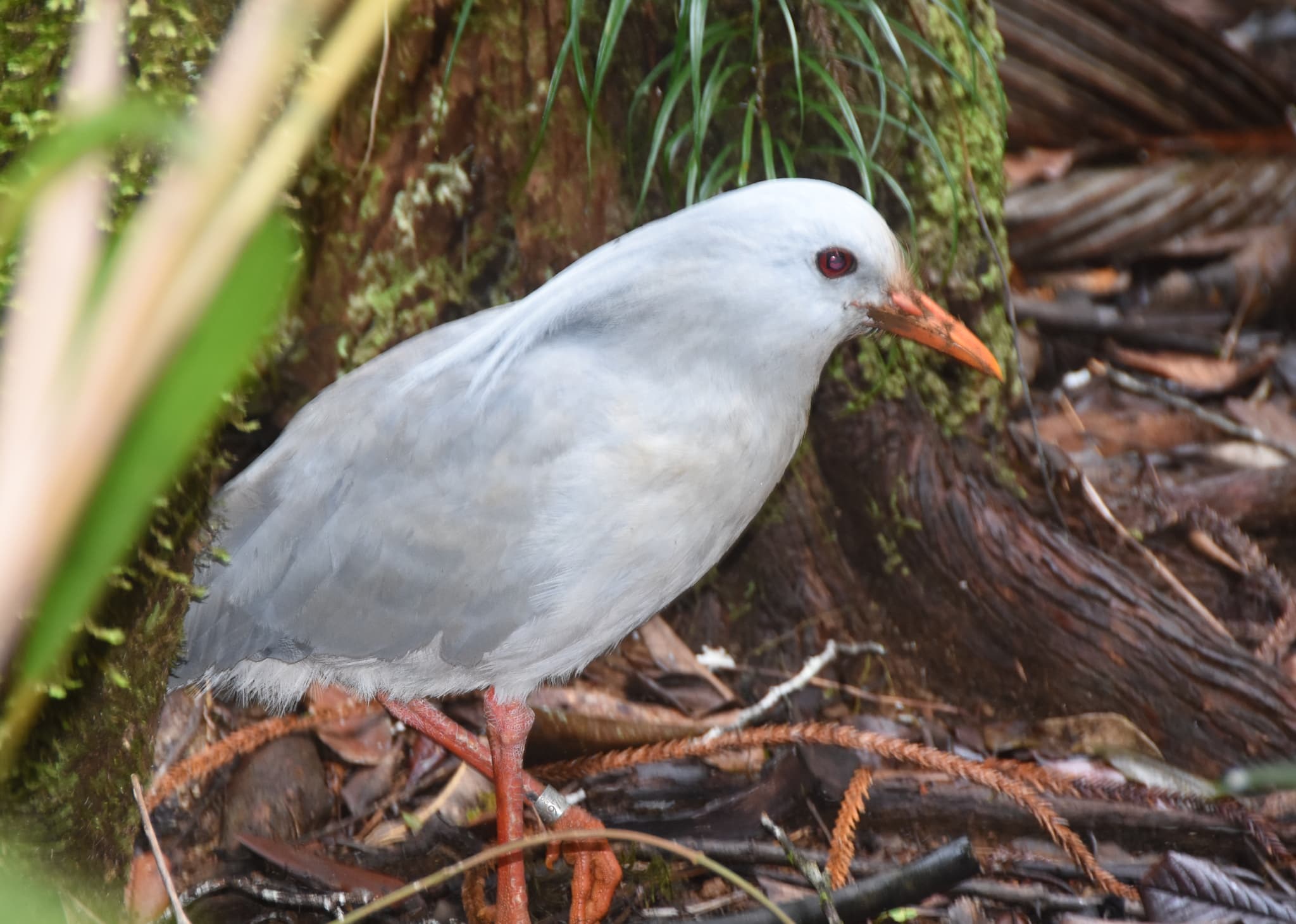 Kagu