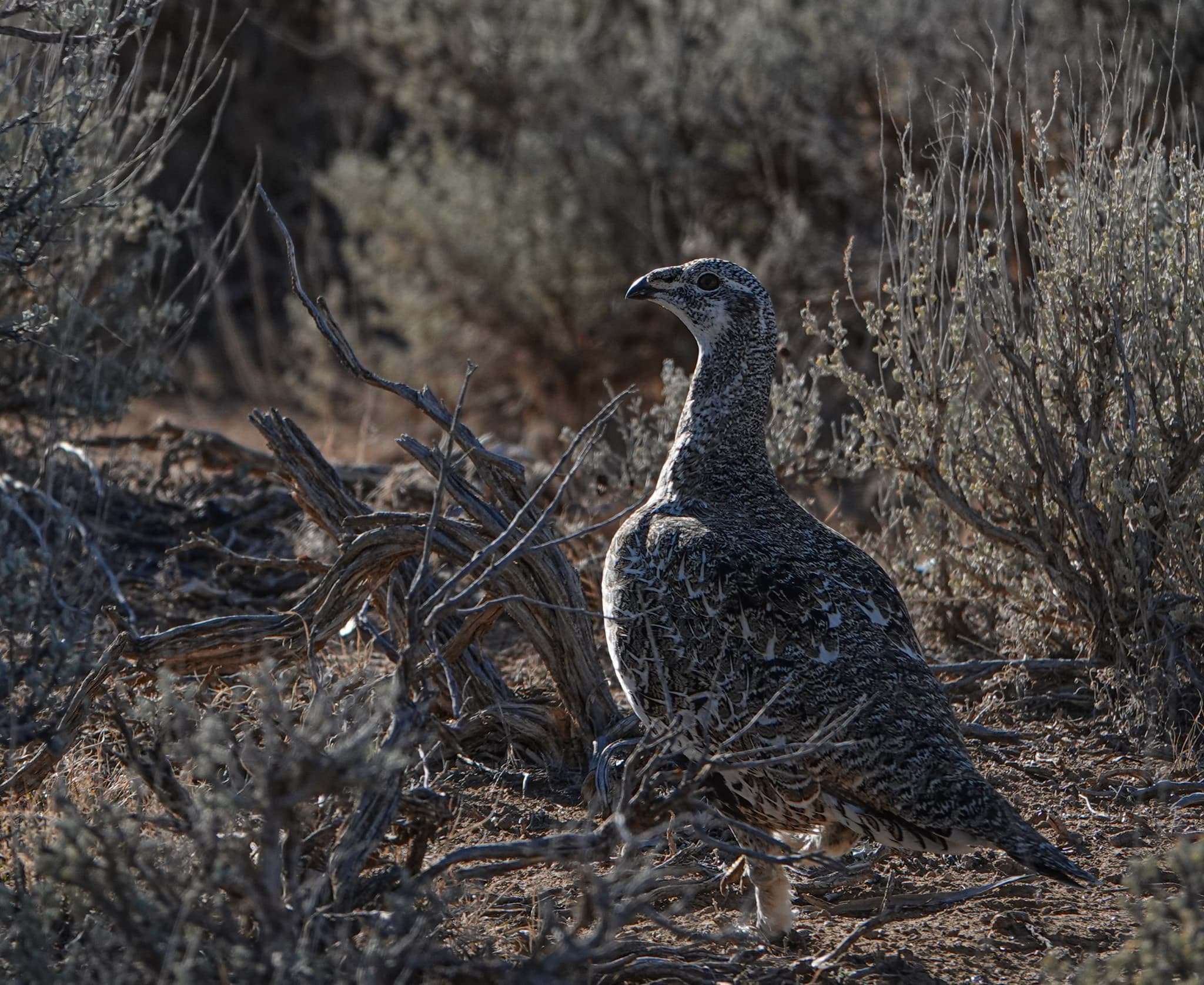 Sage Grouse