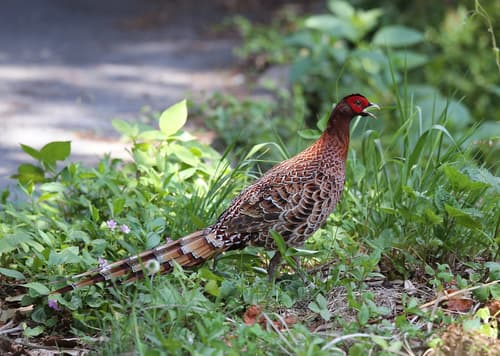 Copper Pheasant