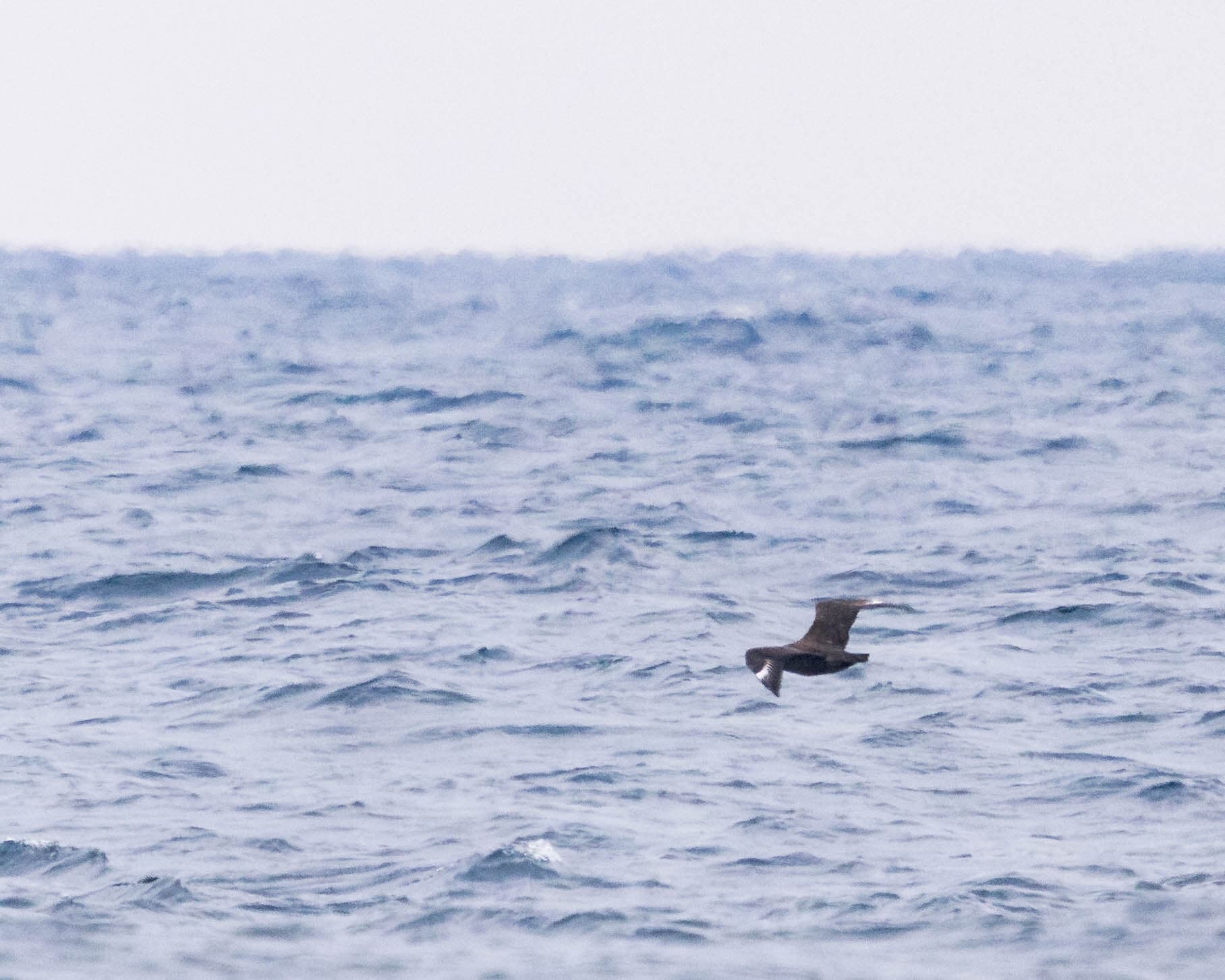 Great Skua
