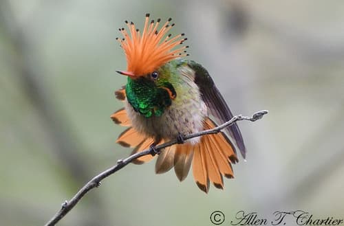 Rufous-crested Coquette