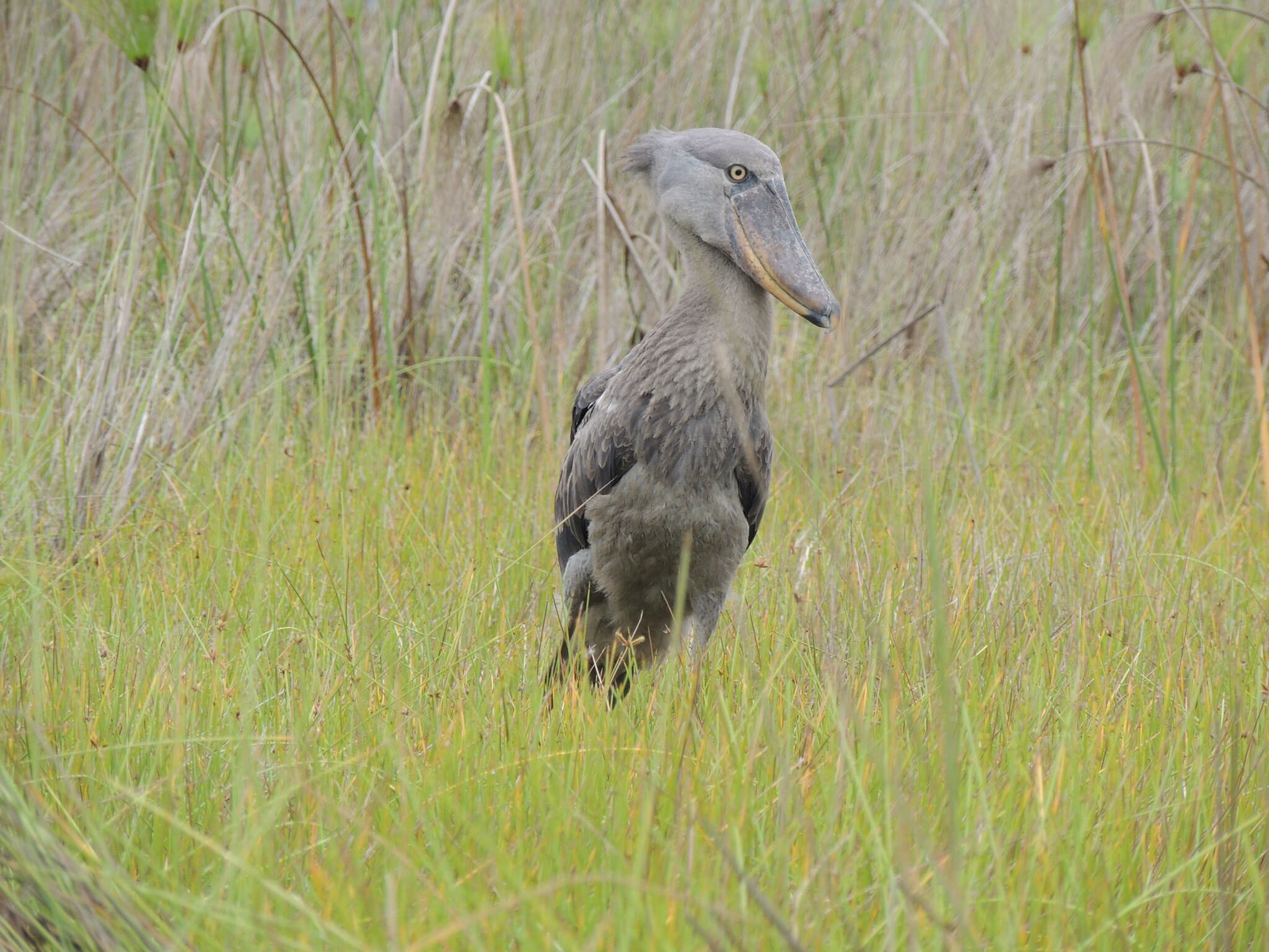 Shoebill