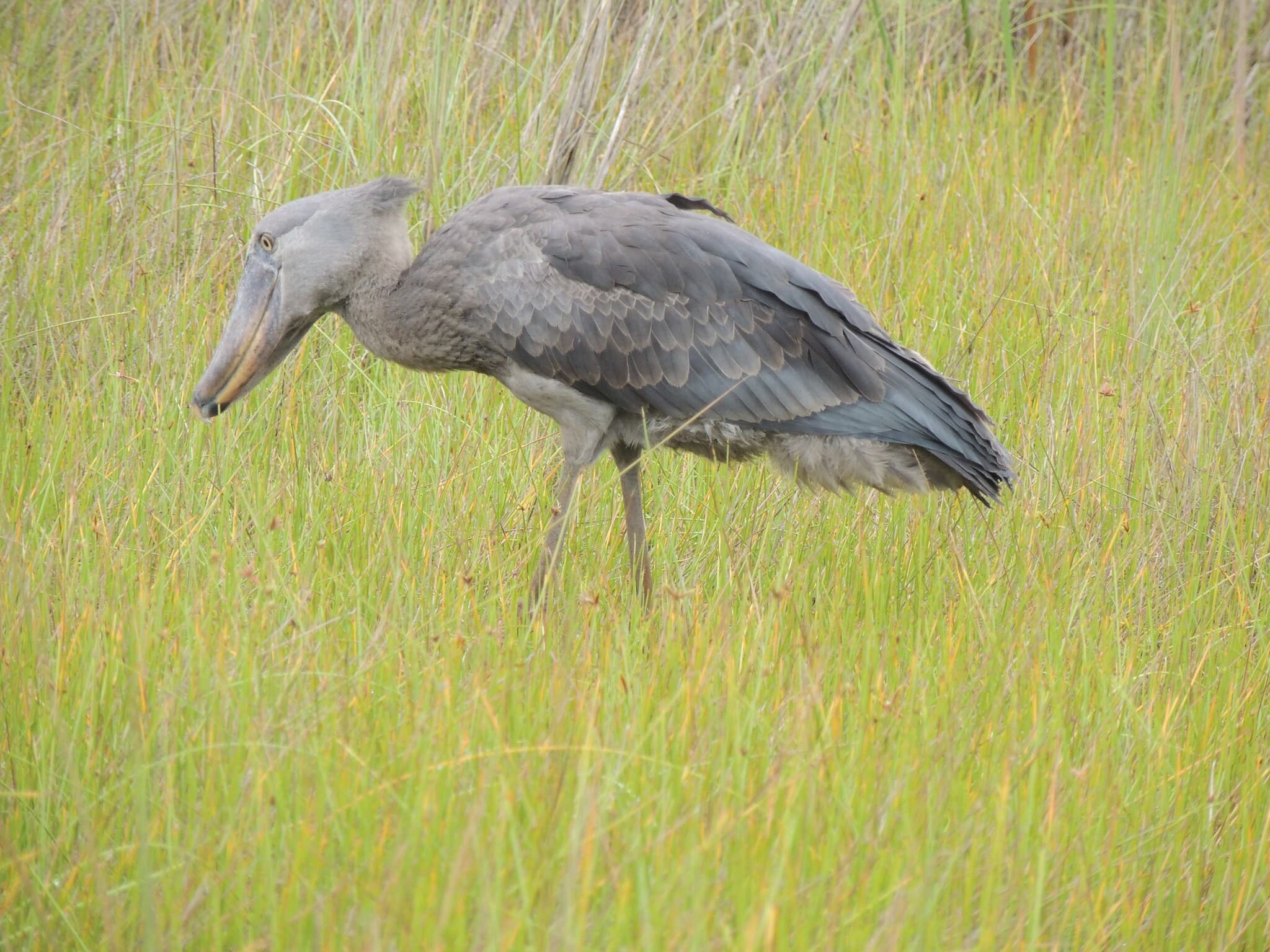 Shoebill