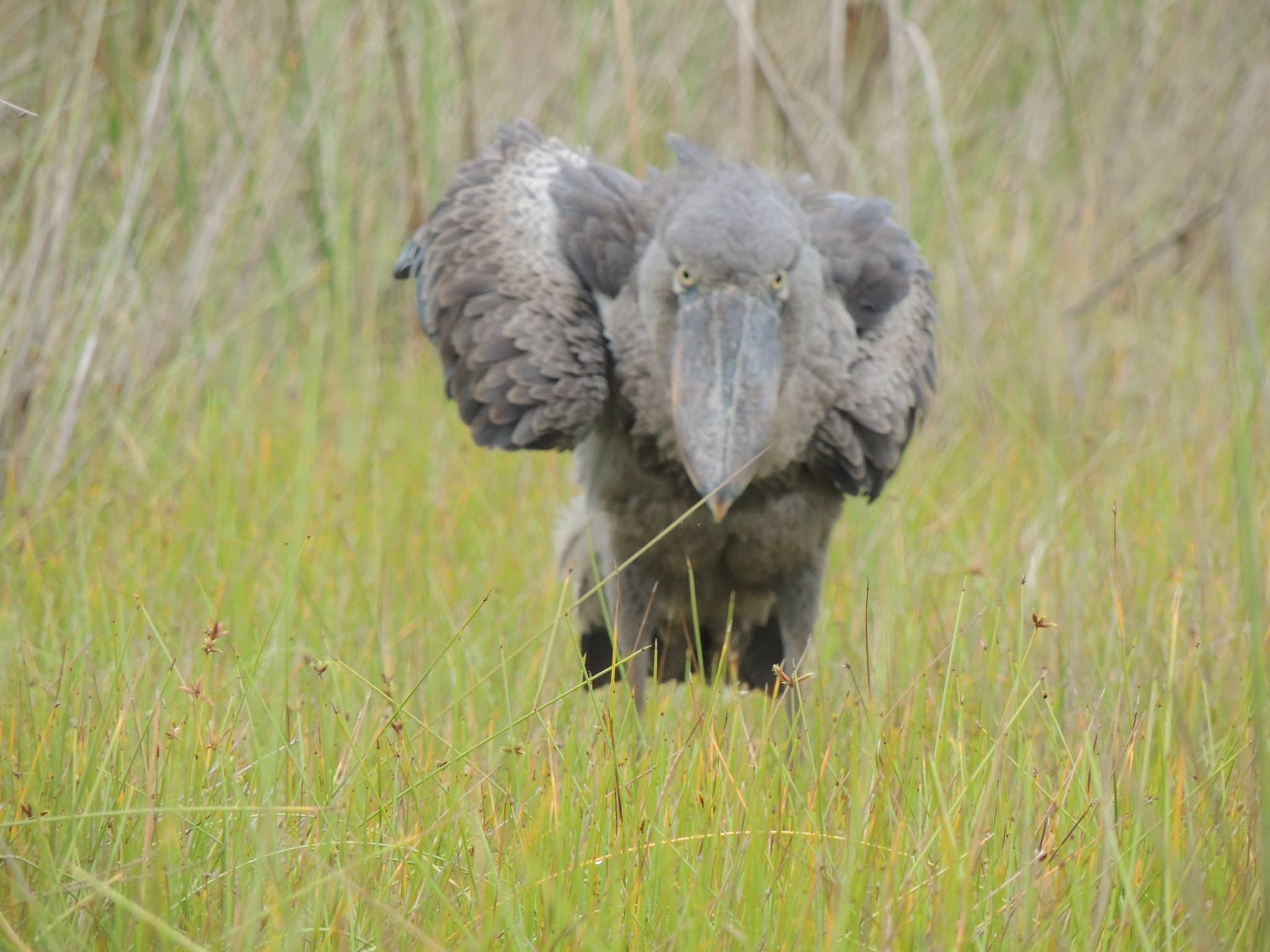 Shoebill