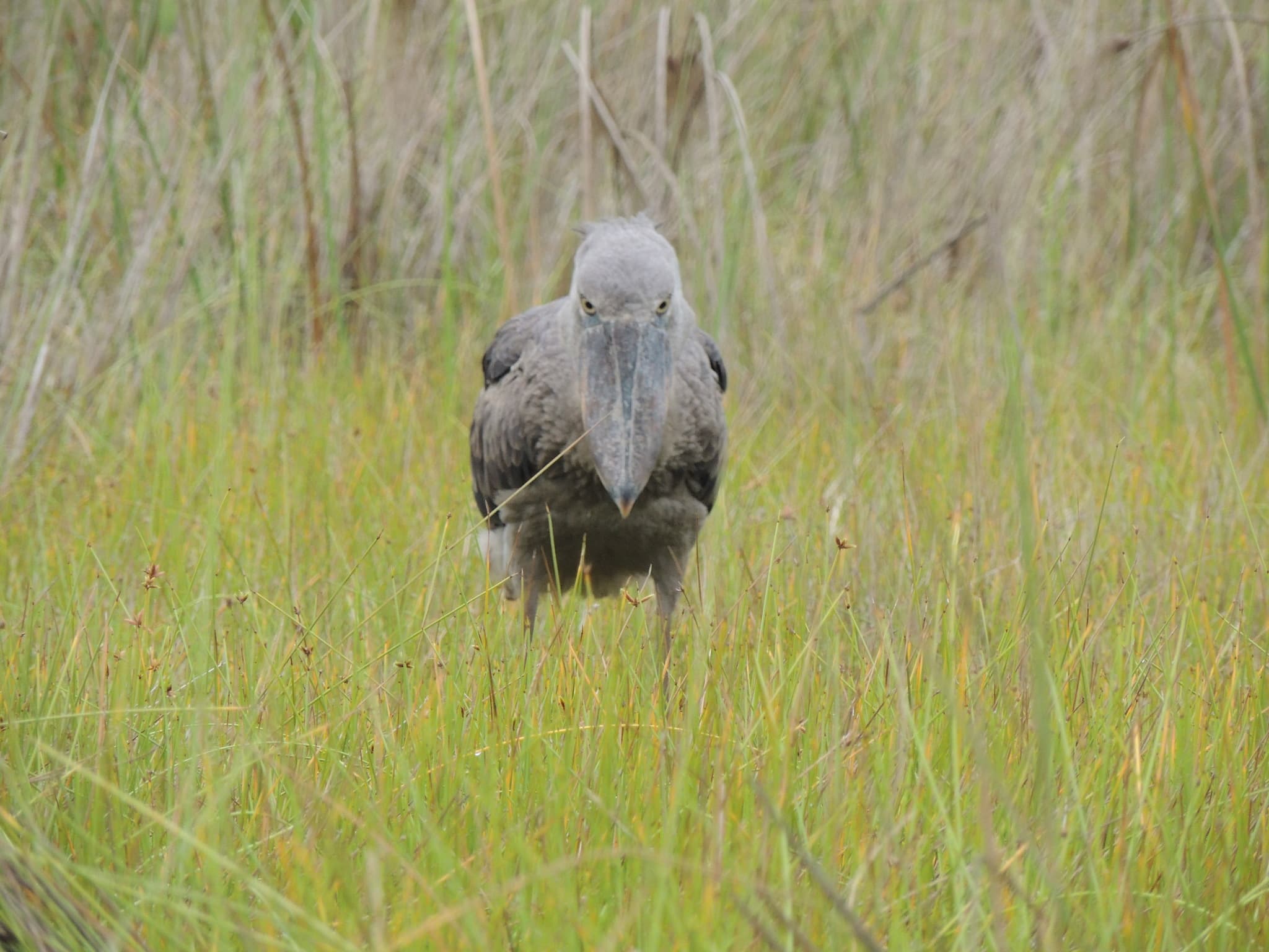 Shoebill