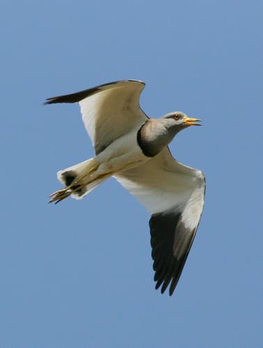 Grey-headed Lapwing