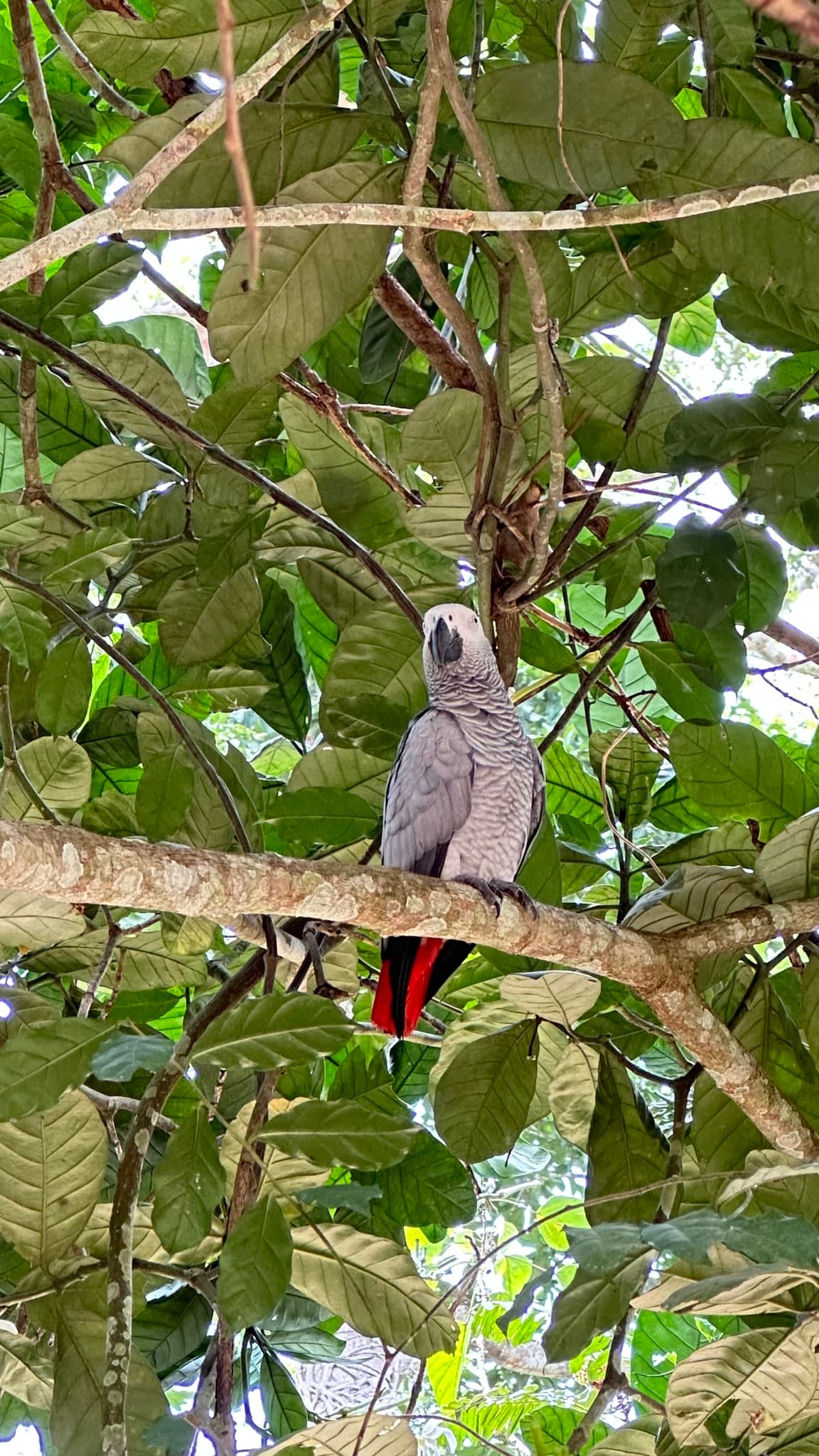 African Grey Parrot