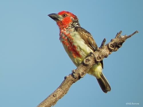 Vieillot's Barbet