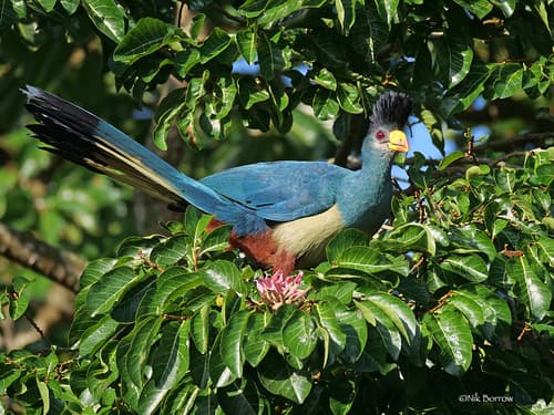Great Blue Turaco