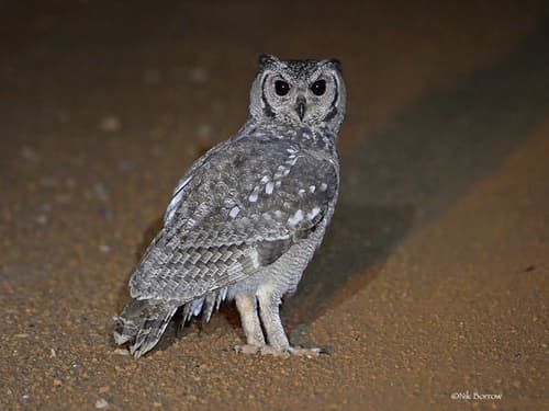 Grayish Eagle-Owl