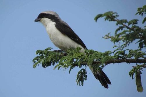 Grey-backed Fiscal