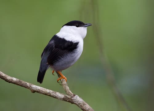 White-bearded Manakin