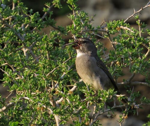 White-throated Canary