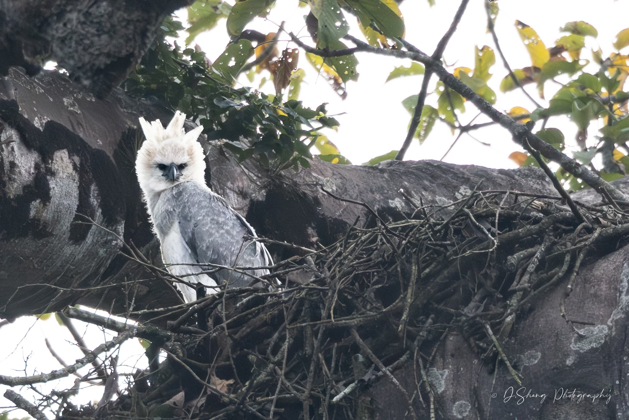 Harpy Eagle