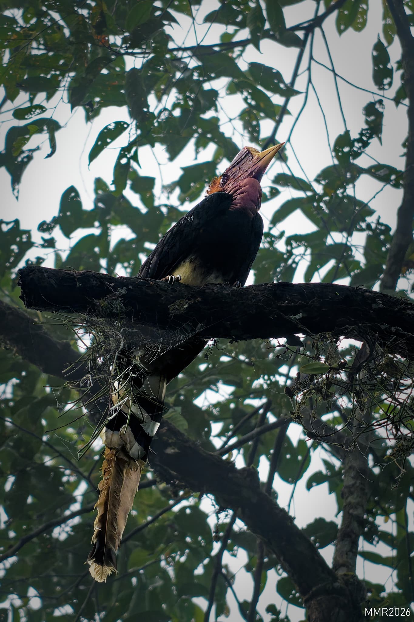 Helmeted Hornbill
