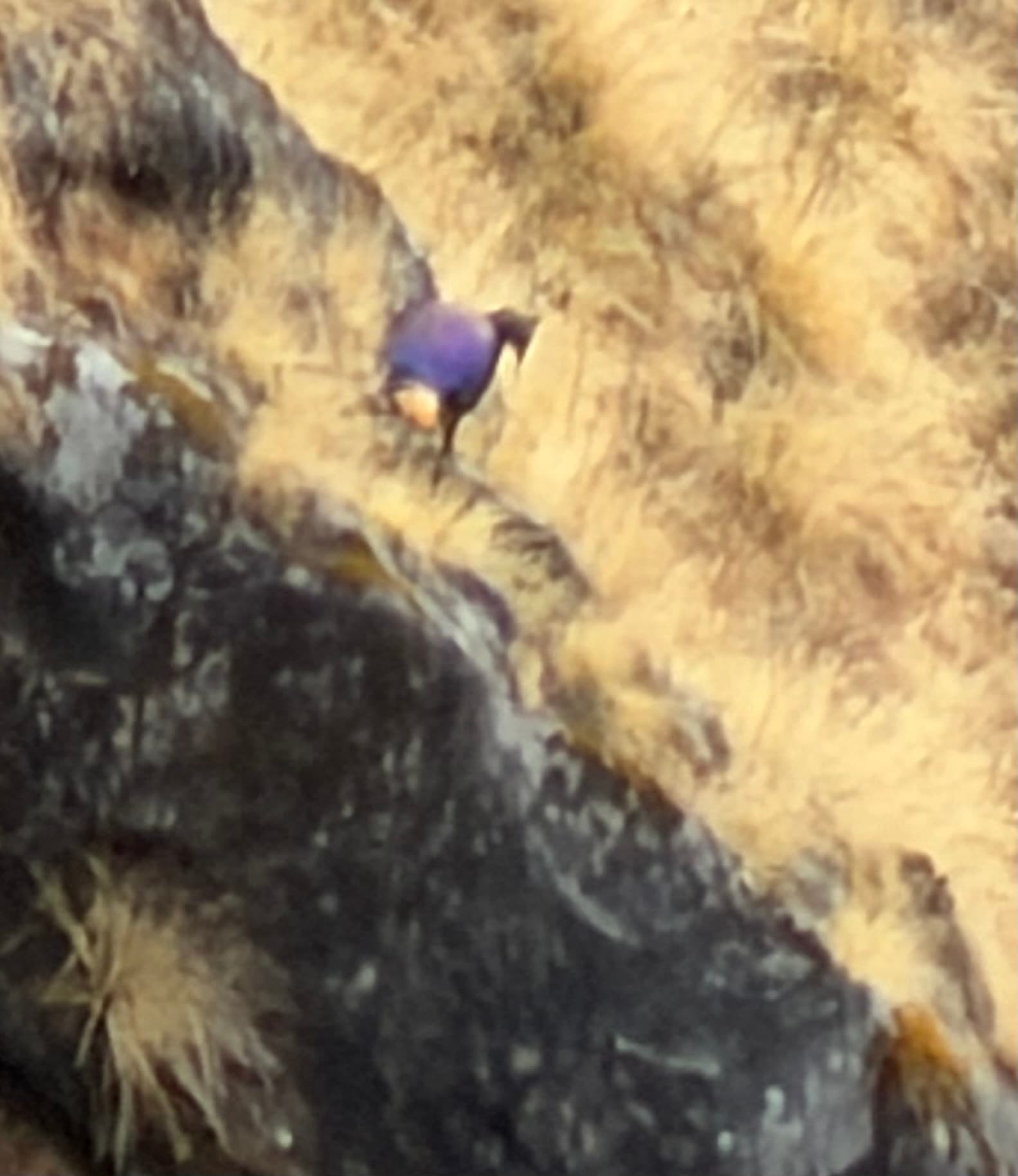 Himalayan Monal