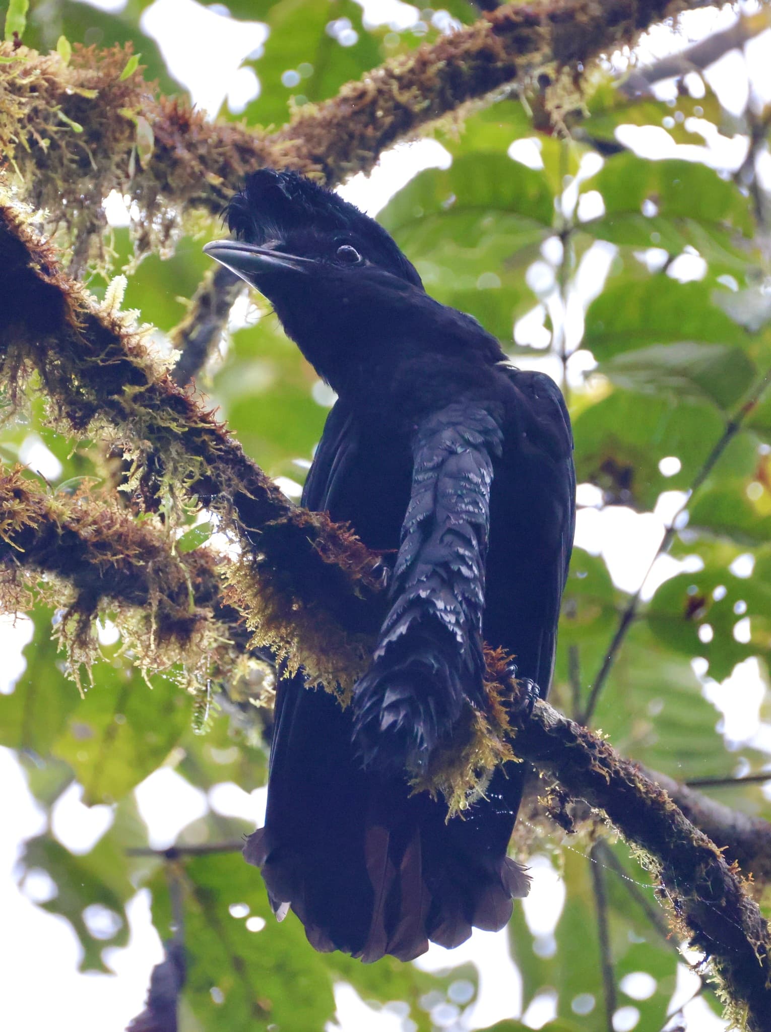 Long-wattled Umbrellabird