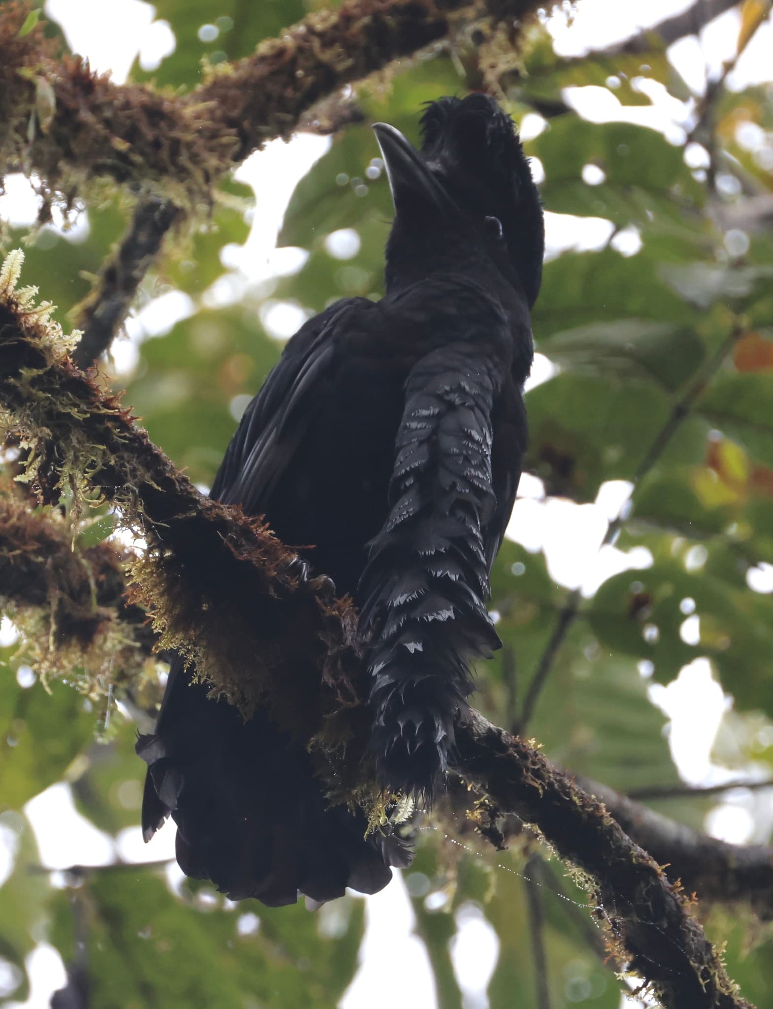Long-wattled Umbrellabird