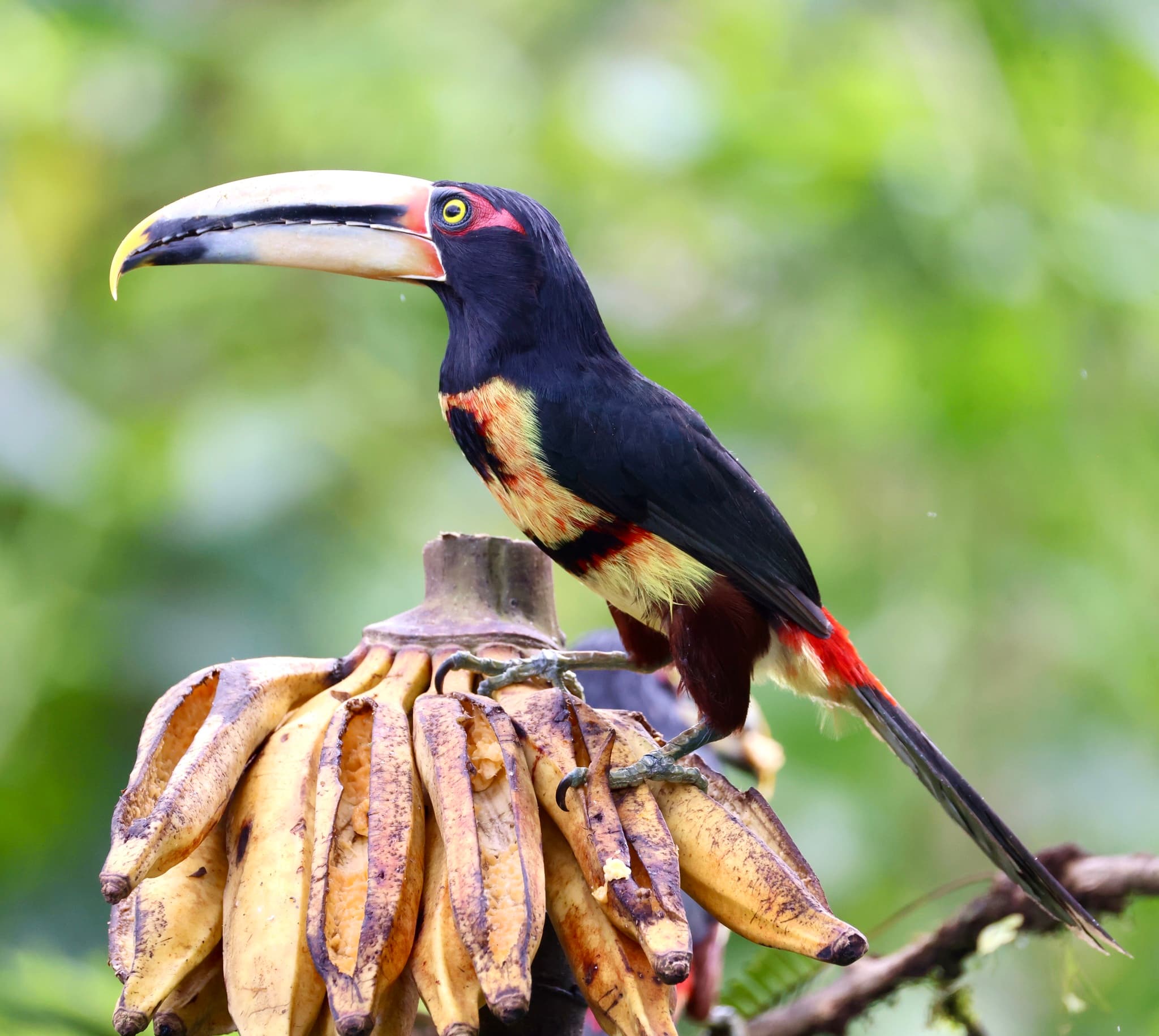 Long-wattled Umbrellabird
