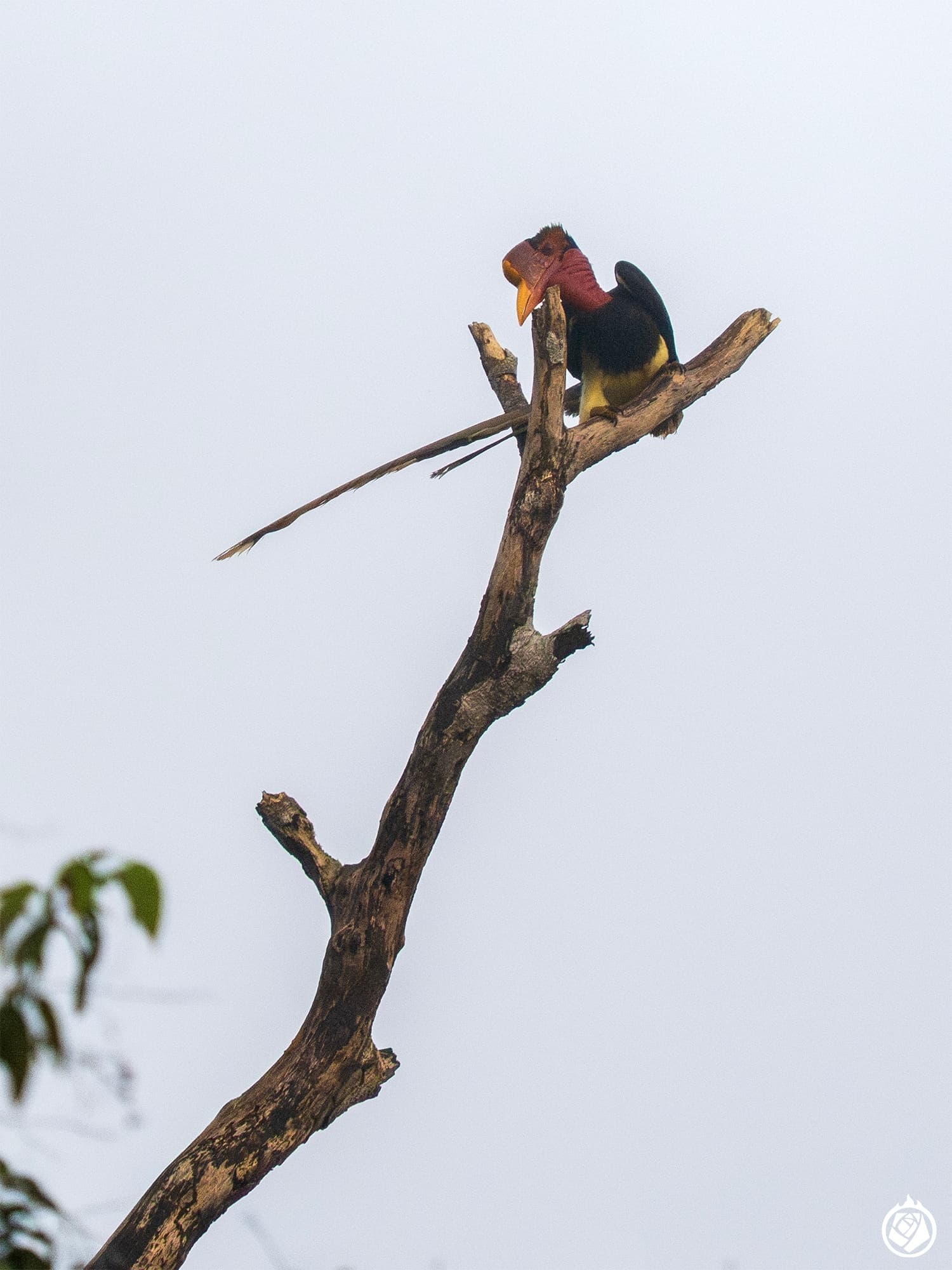Helmeted Hornbill