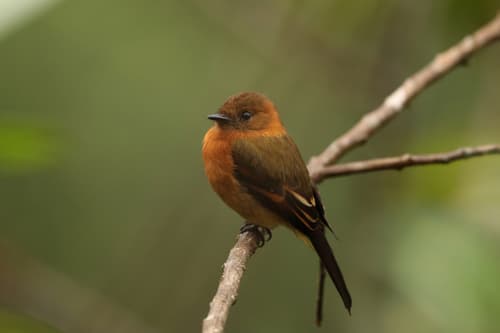Cinnamon Flycatcher