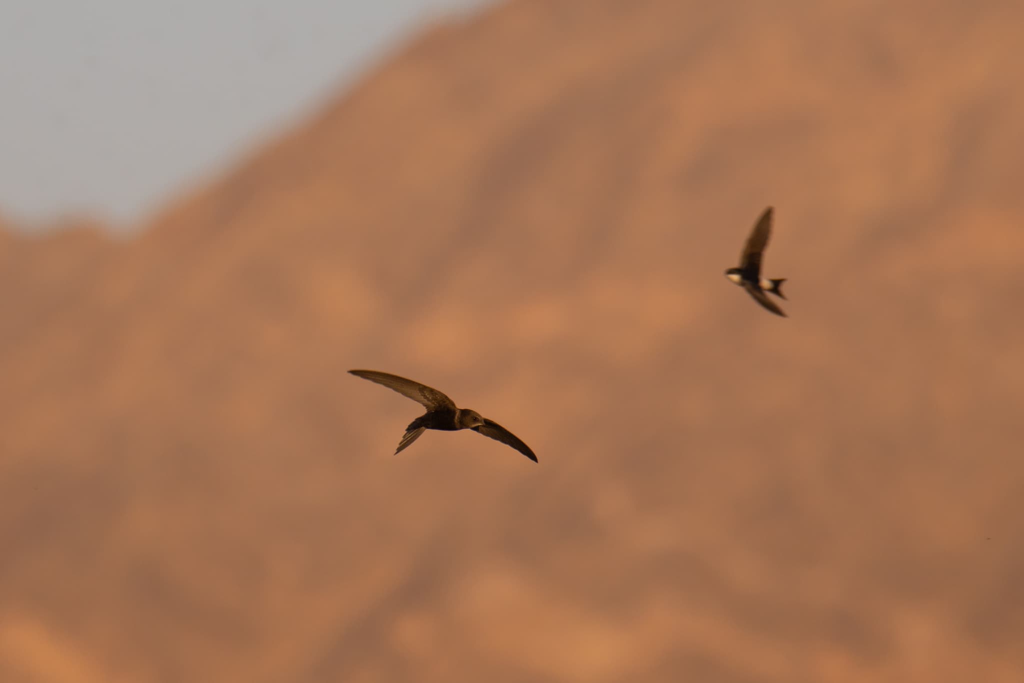 Common Swift