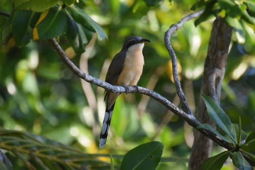 Mangrove Cuckoo