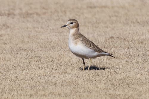 Mountain Plover