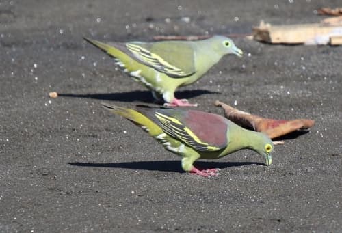 Gray-cheeked Green-Pigeon