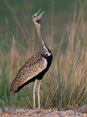 Black-bellied Bustard