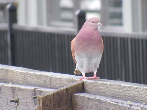 Rock Dove