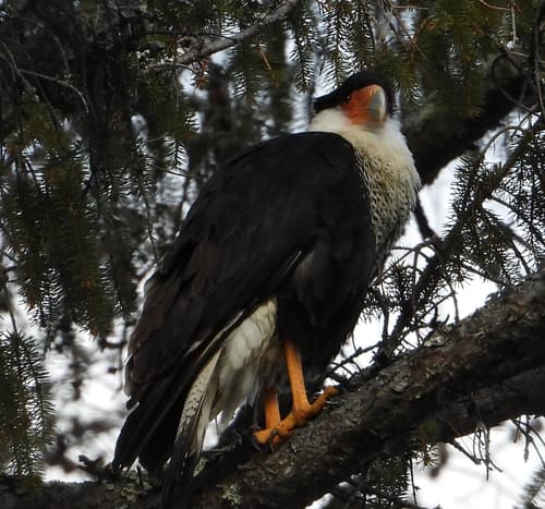 Crested Caracara