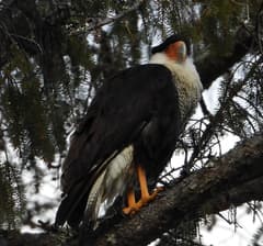 Crested Caracara