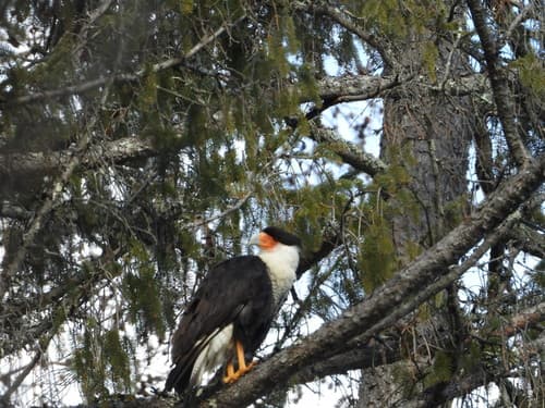 Crested Caracara