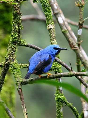 Shining Honeycreeper